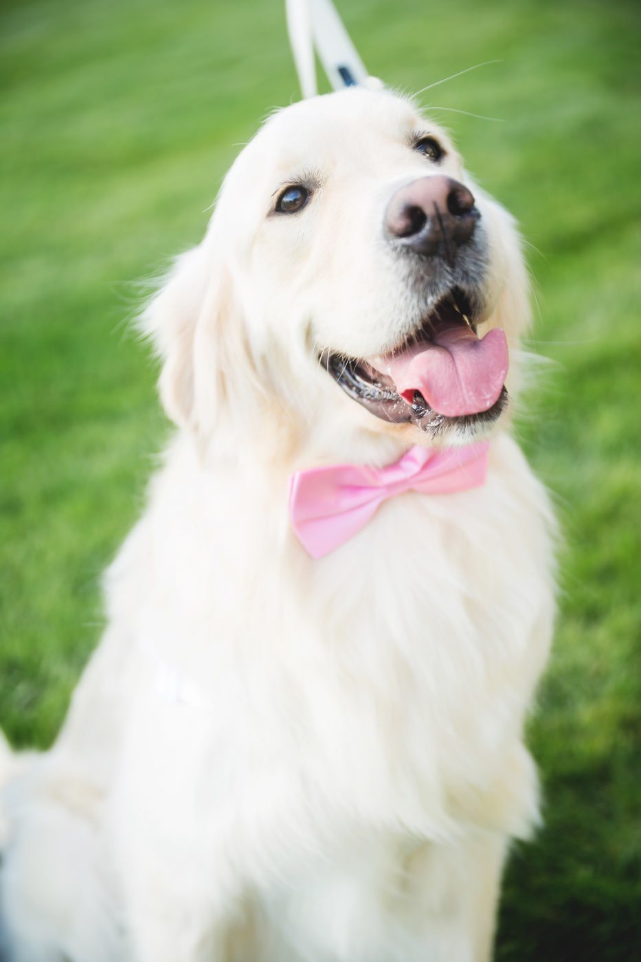 Bailey & Charlie wedding photo 56 by Michelle Carpenter for Main Event Weddings